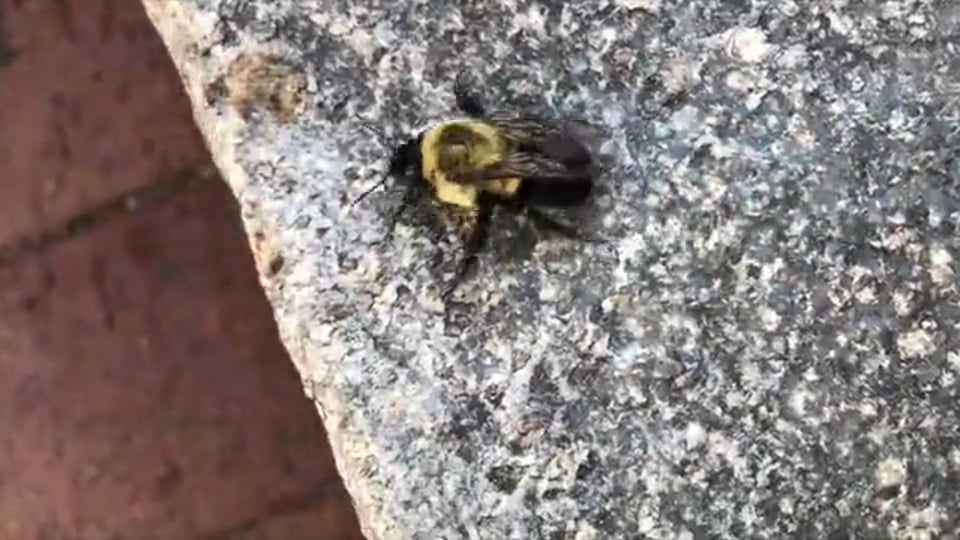 5G Bumblebee